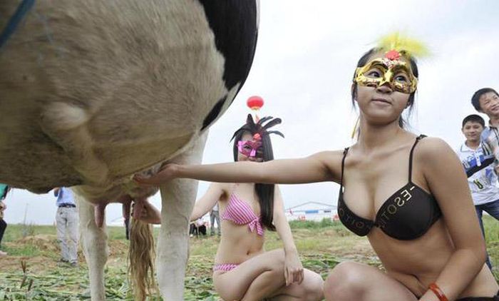 Dairy Cow Beauty Pageant in China (11 pics)
