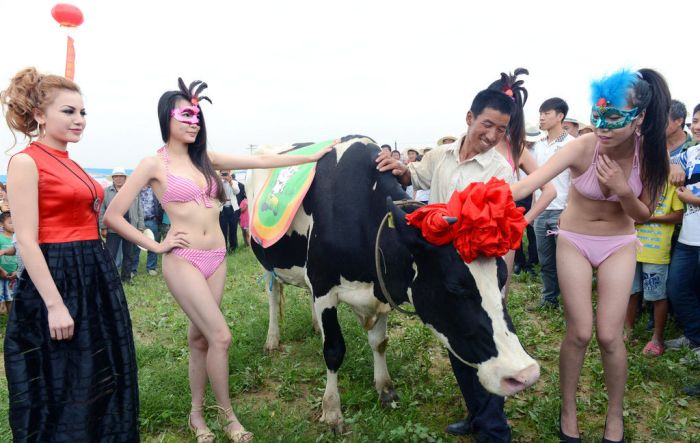 Dairy Cow Beauty Pageant in China (11 pics)