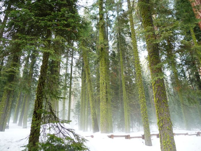 Enormous Sequoia Trees (22 pics)