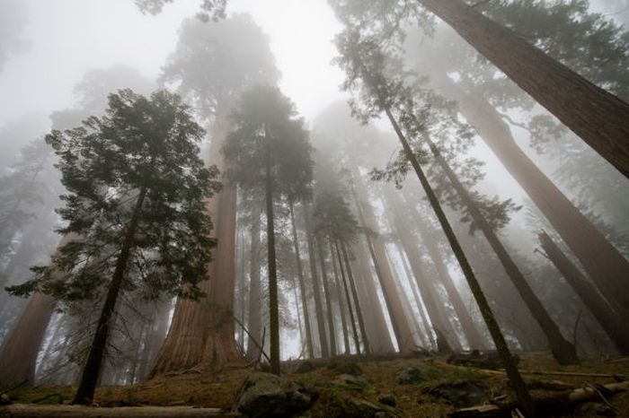 Enormous Sequoia Trees (22 pics)