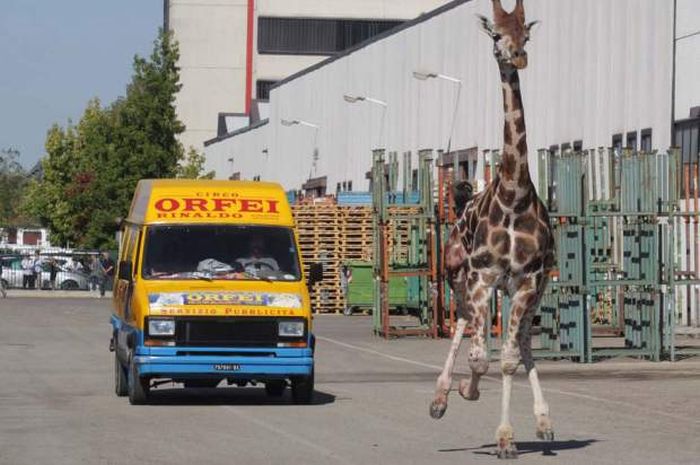 Giraffe on The Loose (13 pics)