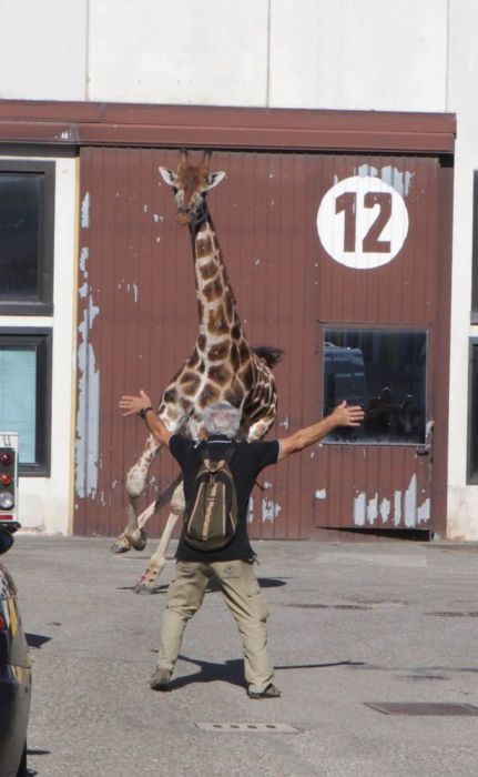 Giraffe on The Loose (13 pics)