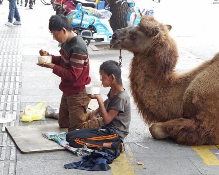 Beggar's Dogs Are So Yesterday (4 pics)
