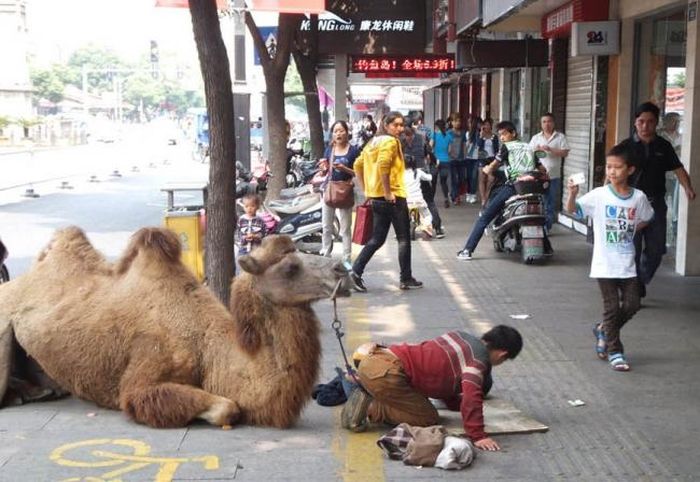 Beggar's Dogs Are So Yesterday (4 pics)