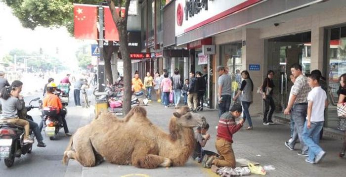 Beggar's Dogs Are So Yesterday (4 pics)