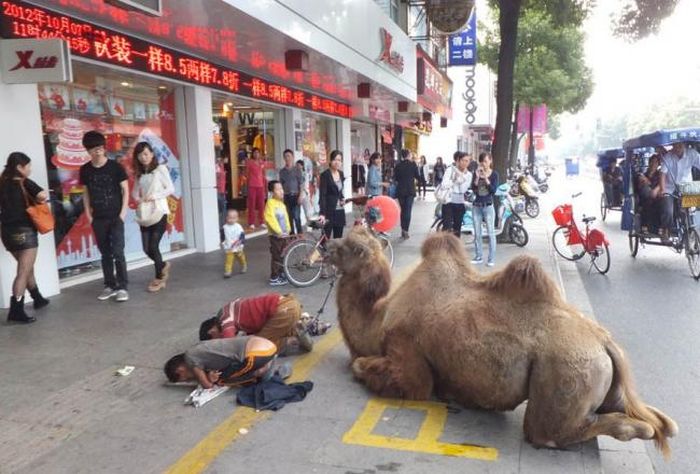 Beggar's Dogs Are So Yesterday (4 pics)