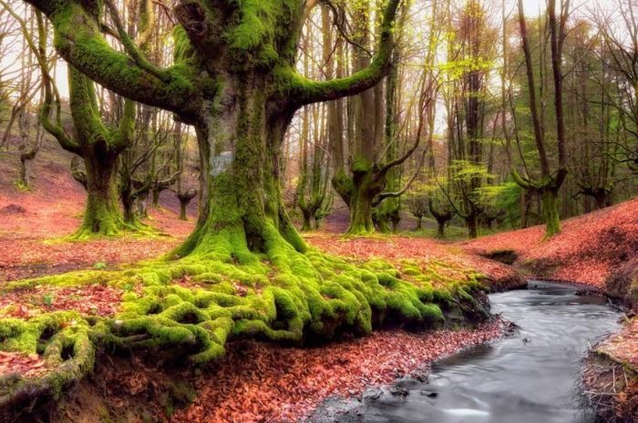 Our Planet (43 pics)