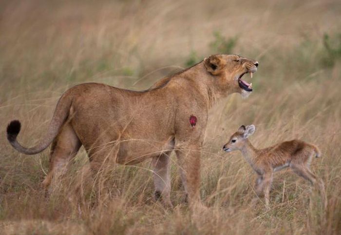 Wounded Lioness Adopts Baby Antelope (11 pics)