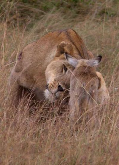 Wounded Lioness Adopts Baby Antelope (11 pics)
