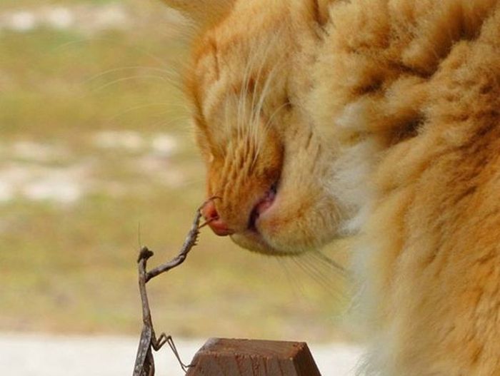 Acid Picdump (122 pics)