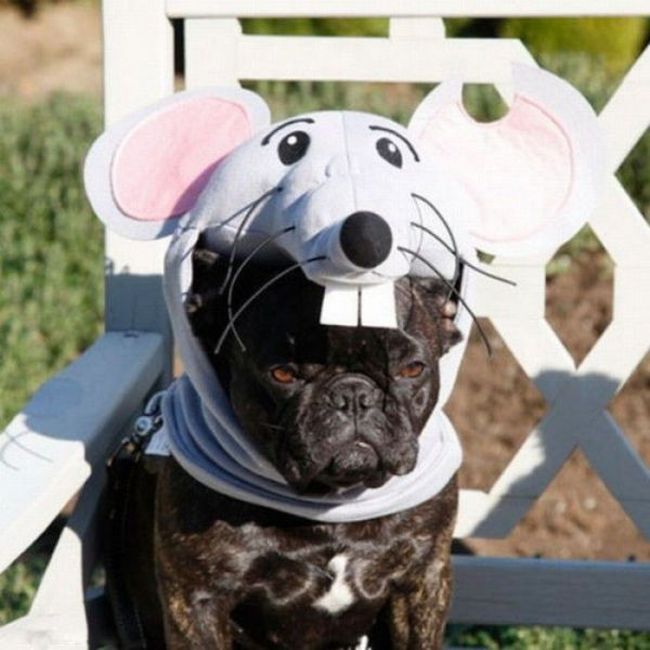 Hilarious Pet Costumes (20 pics)