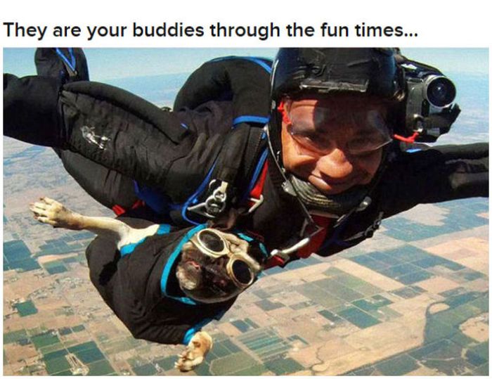 Why Dog Is Man's Best Friend (32 pics)