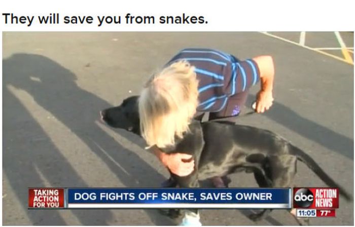 Why Dog Is Man's Best Friend (32 pics)