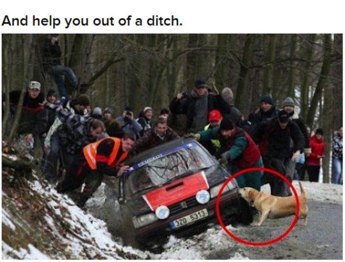 Why Dog Is Man's Best Friend (32 pics)