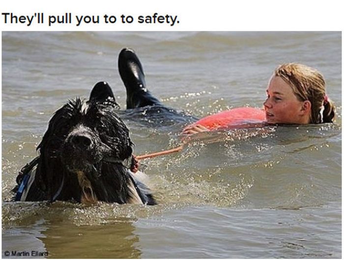 Why Dog Is Man's Best Friend (32 pics)