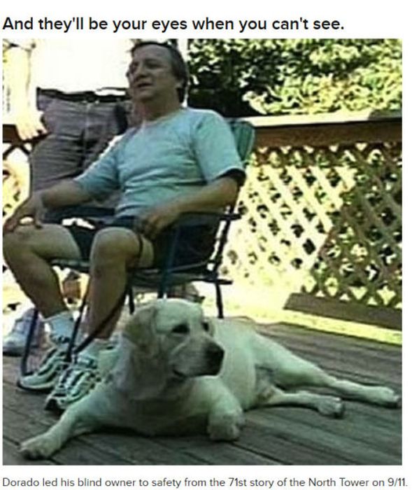Why Dog Is Man's Best Friend (32 pics)