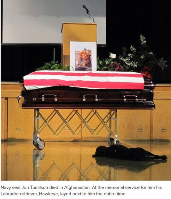 Why Dog Is Man's Best Friend (32 pics)