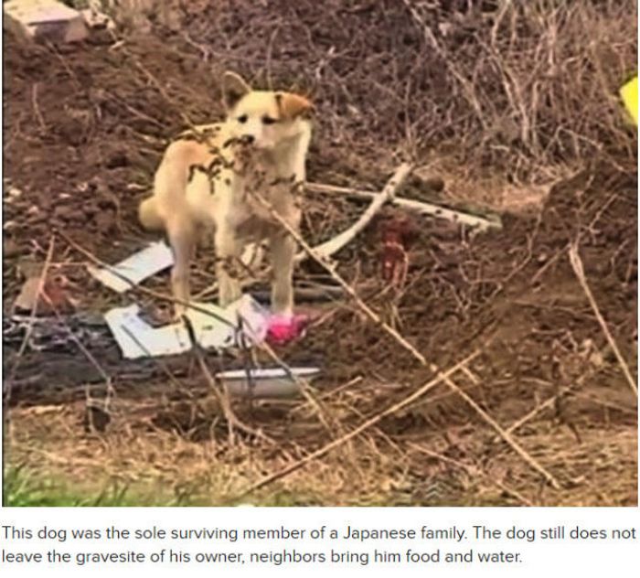 Why Dog Is Man's Best Friend (32 pics)