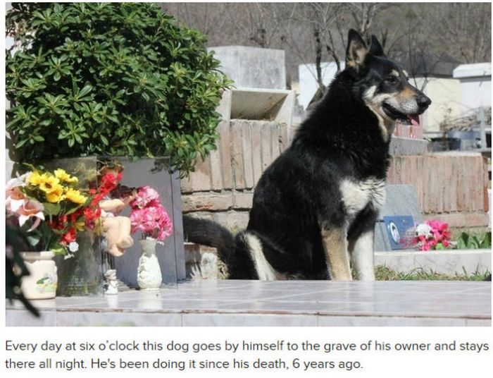 Why Dog Is Man's Best Friend (32 pics)