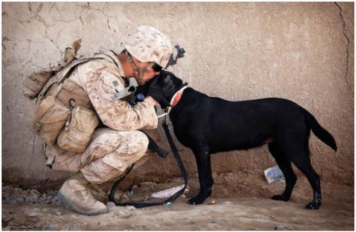 Why Dog Is Man's Best Friend (32 pics)