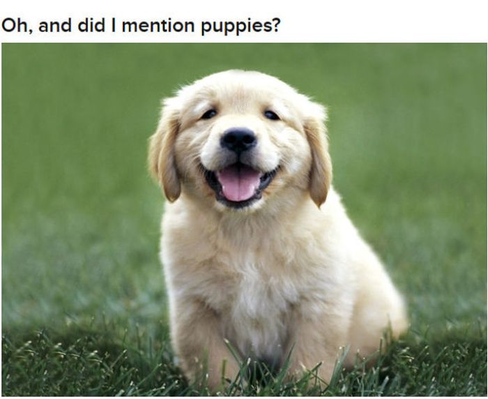Why Dog Is Man's Best Friend (32 pics)