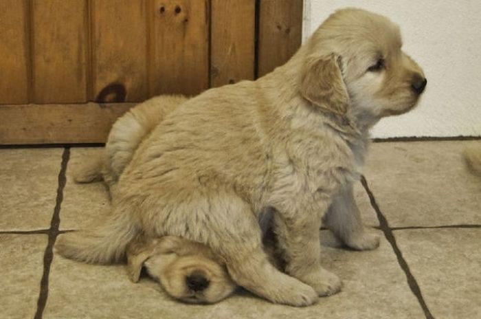 Why Dog Is Man's Best Friend (32 pics)