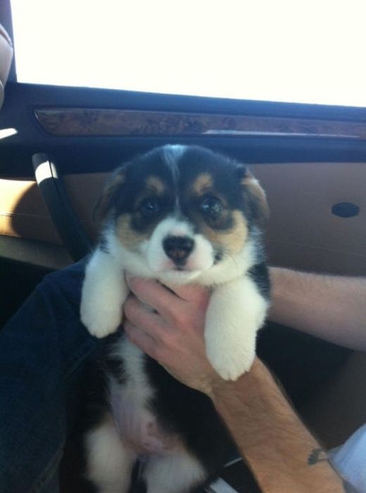 Why Dog Is Man's Best Friend (32 pics)