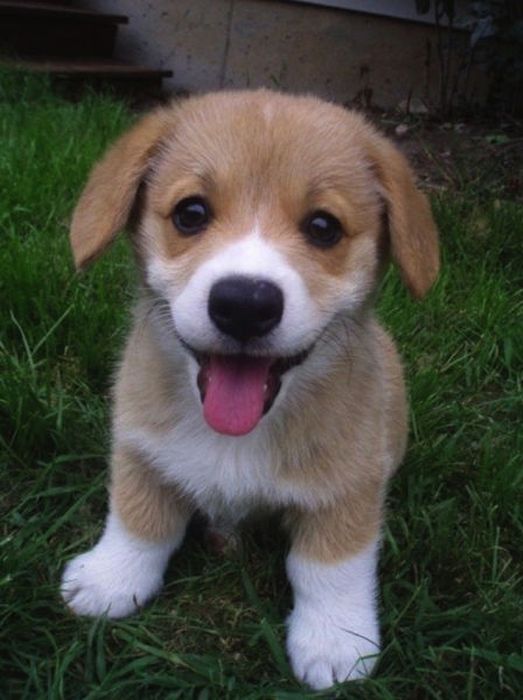 Why Dog Is Man's Best Friend (32 pics)