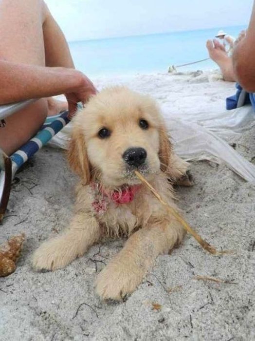 Why Dog Is Man's Best Friend (32 pics)