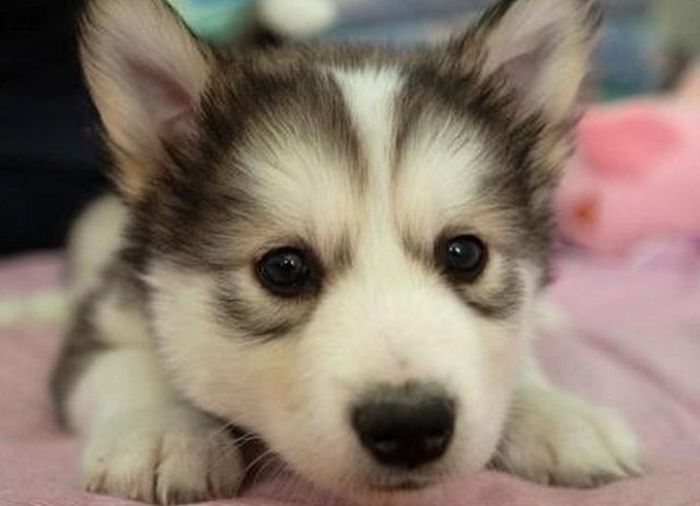 Why Dog Is Man's Best Friend (32 pics)