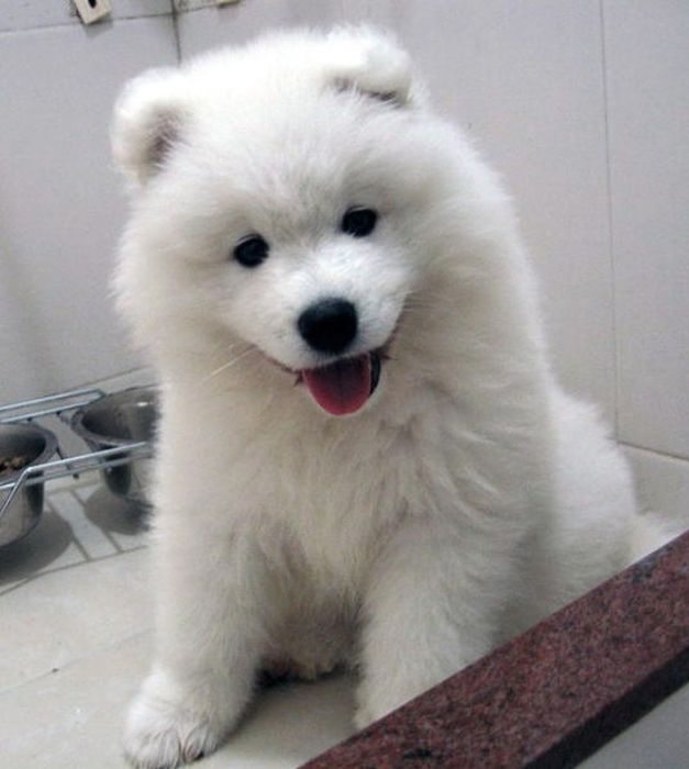 Why Dog Is Man's Best Friend (32 pics)