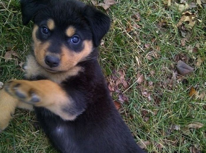 Why Dog Is Man's Best Friend (32 pics)