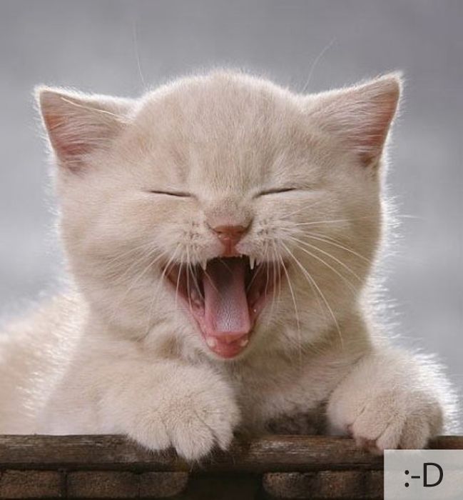 Cats As Emoticons (23 pics)