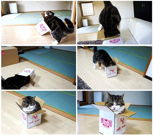 Cat vs Box (6 gifs)