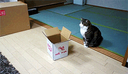 Cat vs Box (6 gifs)