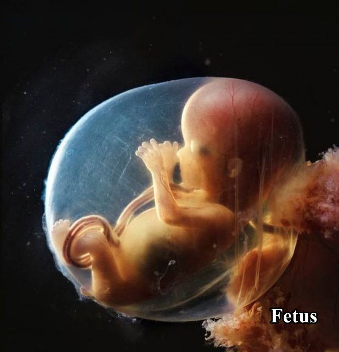 The First 26 Weeks of a Fetus (16 pics)
