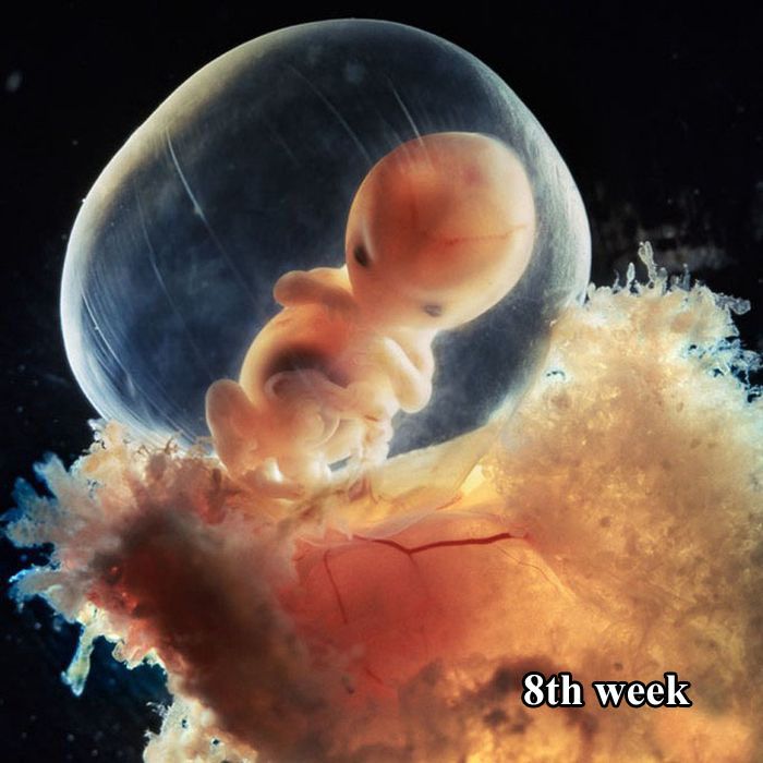 The First 26 Weeks of a Fetus (16 pics)