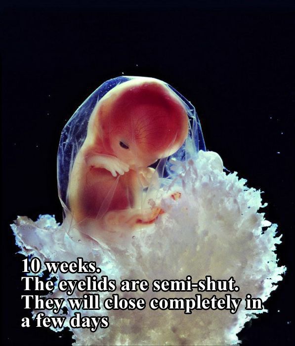 The First 26 Weeks of a Fetus (16 pics)