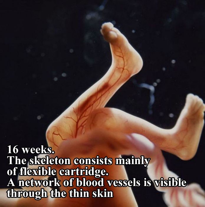 The First 26 Weeks of a Fetus (16 pics)