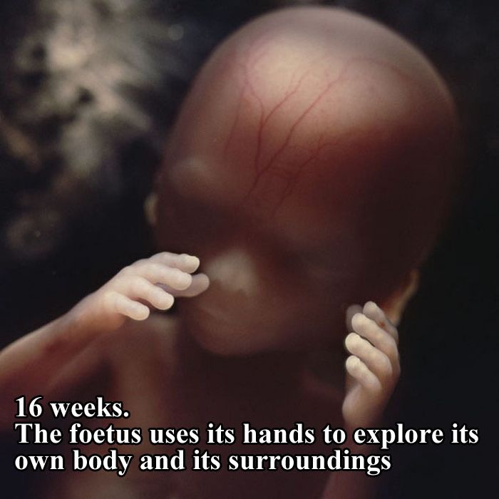 The First 26 Weeks of a Fetus (16 pics)