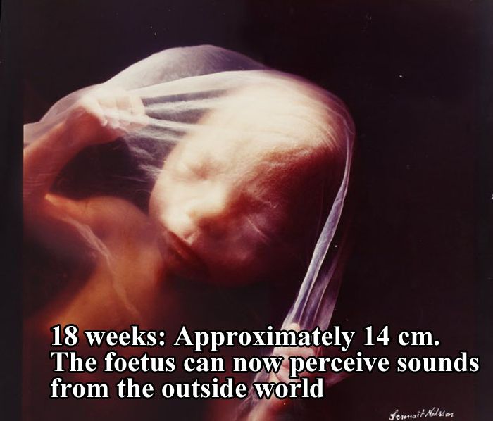 The First 26 Weeks of a Fetus (16 pics)