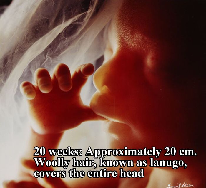 The First 26 Weeks of a Fetus (16 pics)