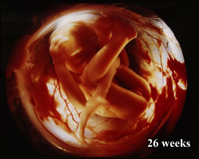 The First 26 Weeks of a Fetus (16 pics)