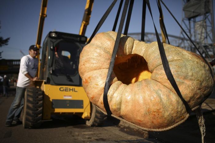 The Third Annual Pumpkin Regatta (11 pics)