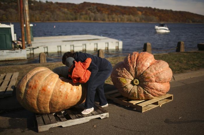 The Third Annual Pumpkin Regatta (11 pics)