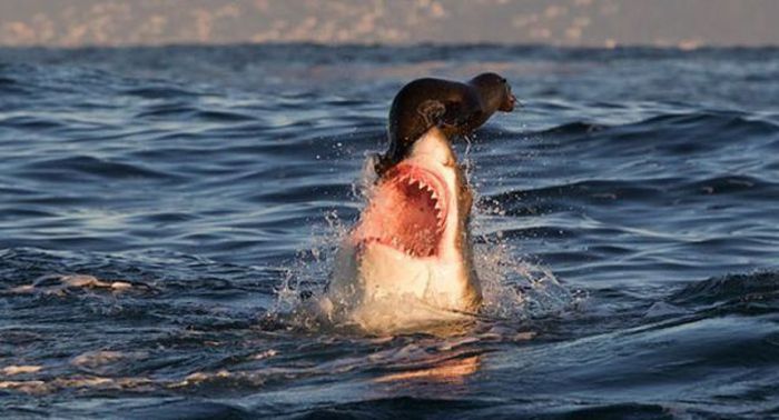 Lucky People and Animals (42 pics)