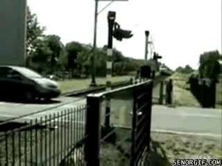 Lucky People and Animals (42 pics)