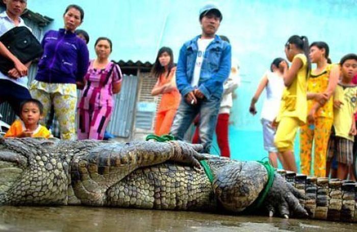 Crocodiles on the Loose (21 pics)