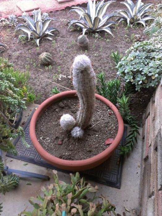 Acid Picdump (89 pics)