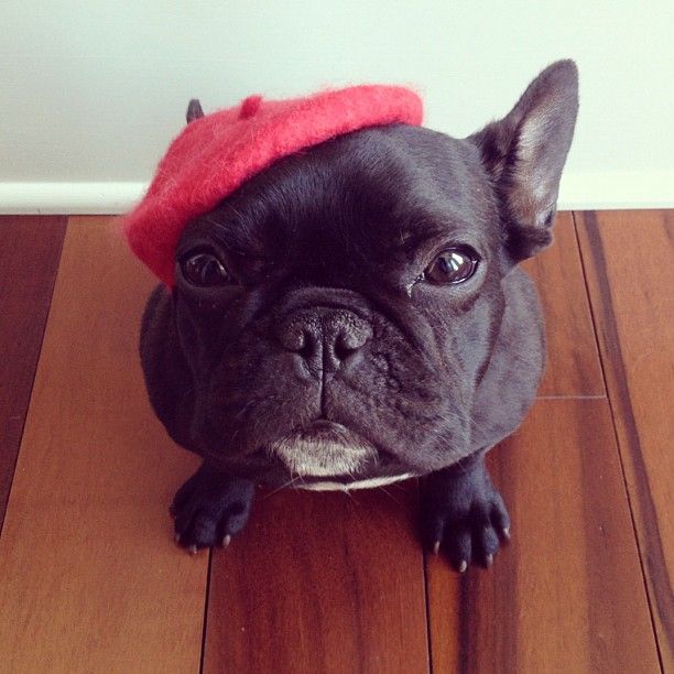 The Hipster French Bulldog Trotter (27 pics)
